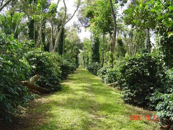 02-coffee-forests_5172841793_o