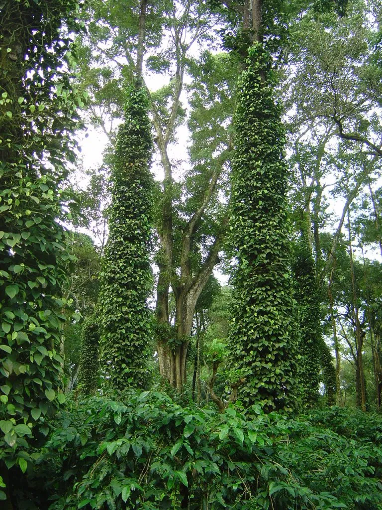 03-coffee-forests_5172841657_o