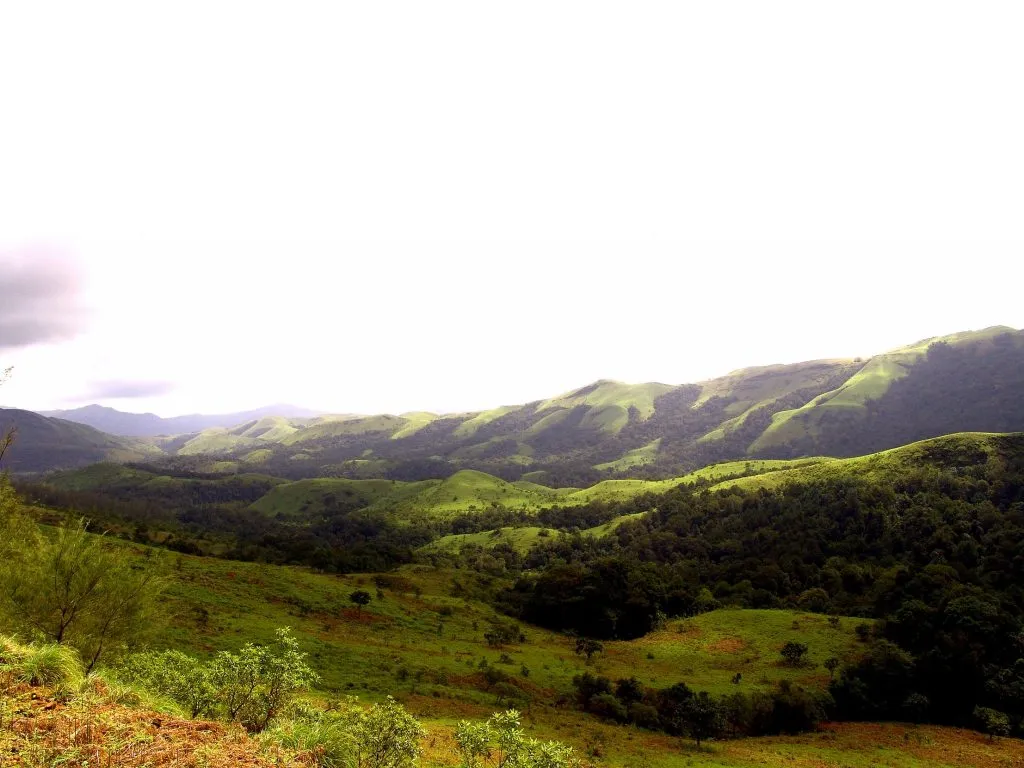 04-coffee-forests_5172841987_o