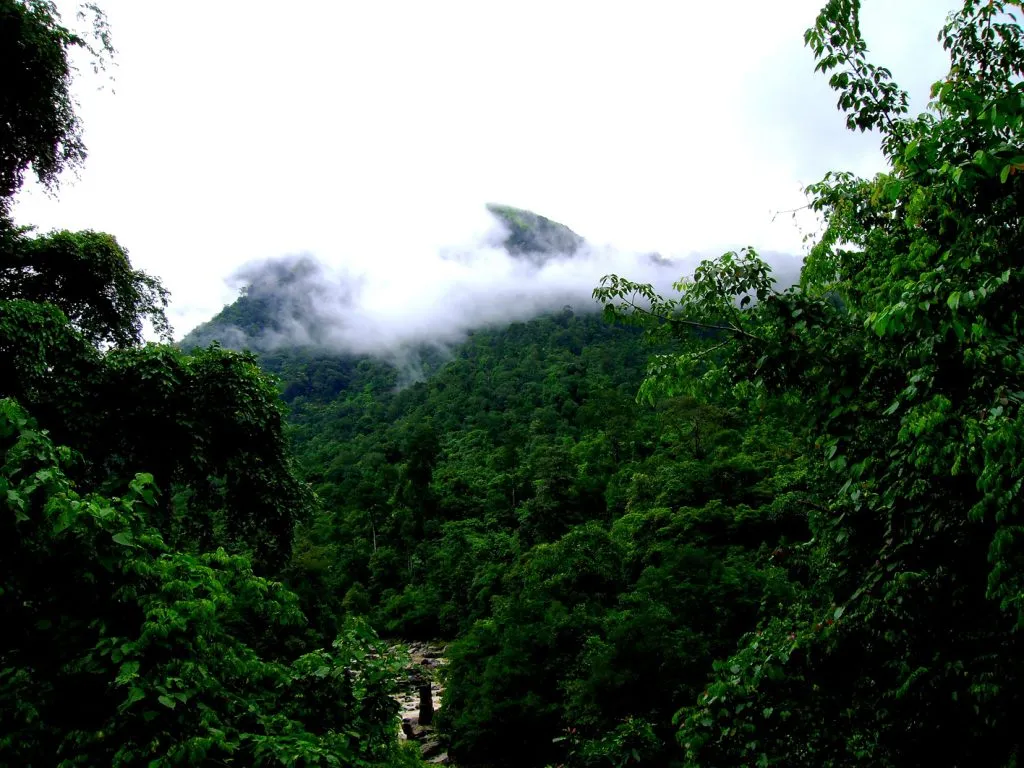 08-coffee-forests_5172842059_o