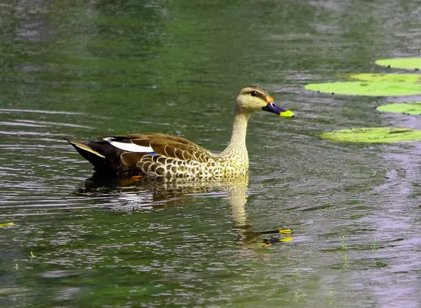 SPOTBILLED DUCK INSIDE SHADE GROWN ECOFRIENDLY COFFEE