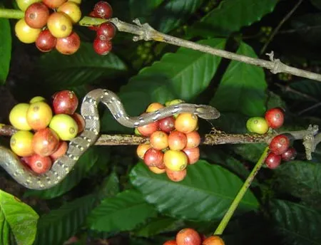 10.COFFEEFORESTS2007SLIDE-1