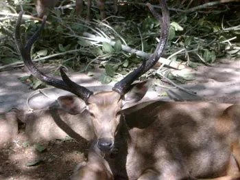 10deer