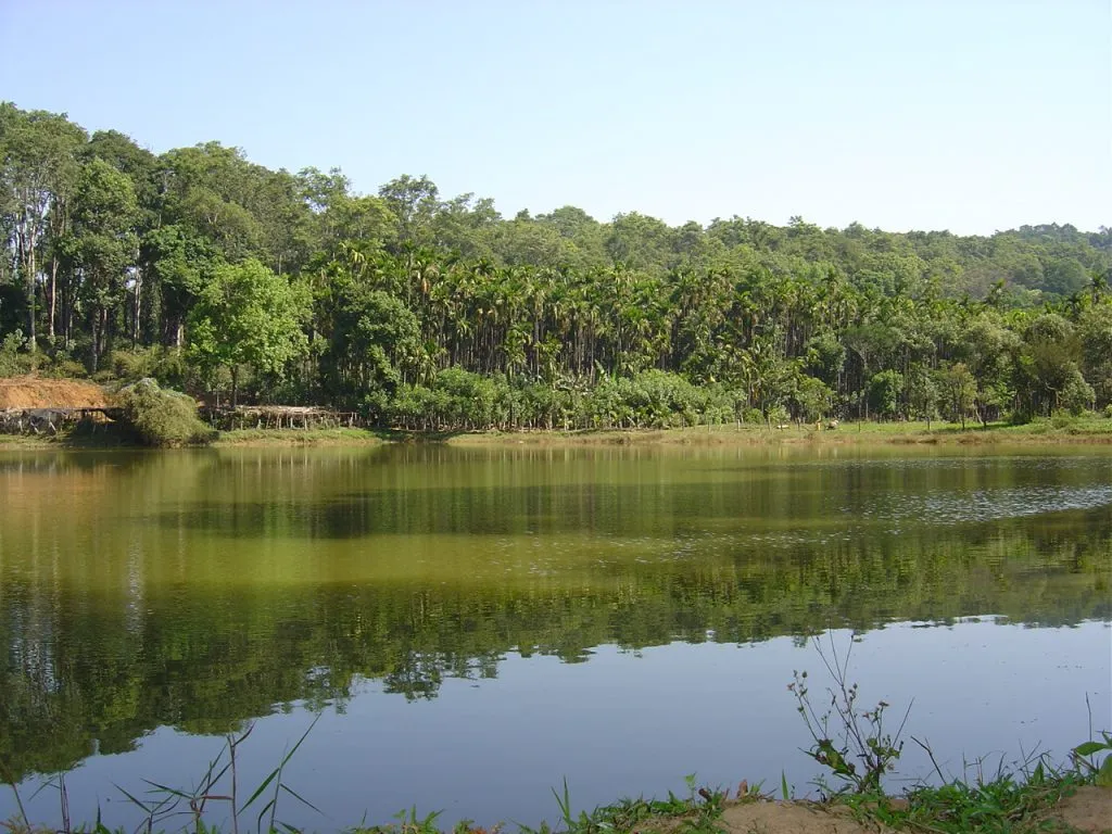11-coffee-forests_5173445864_o