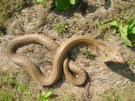 11.SNAKECONFLICT2008SLIDE-1