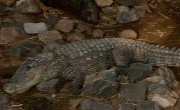 11crocodile