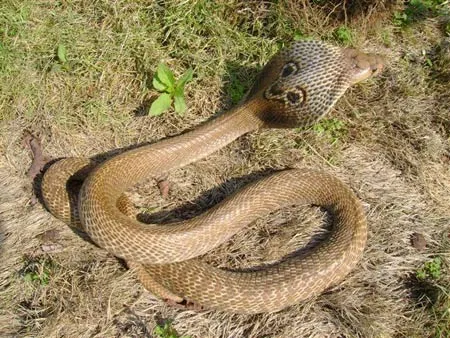 12.SNAKECONFLICT2008SLIDE-1