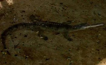 12alligator