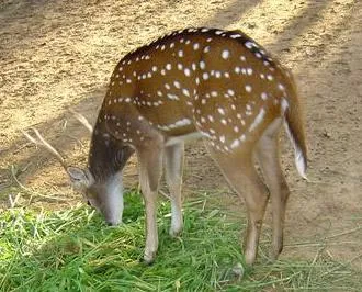 13spotteddeer