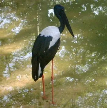 14crane
