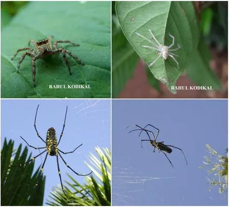 15.BIODIVERSITYS2007SLIDE-1