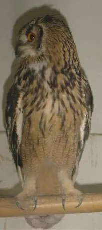 15owl