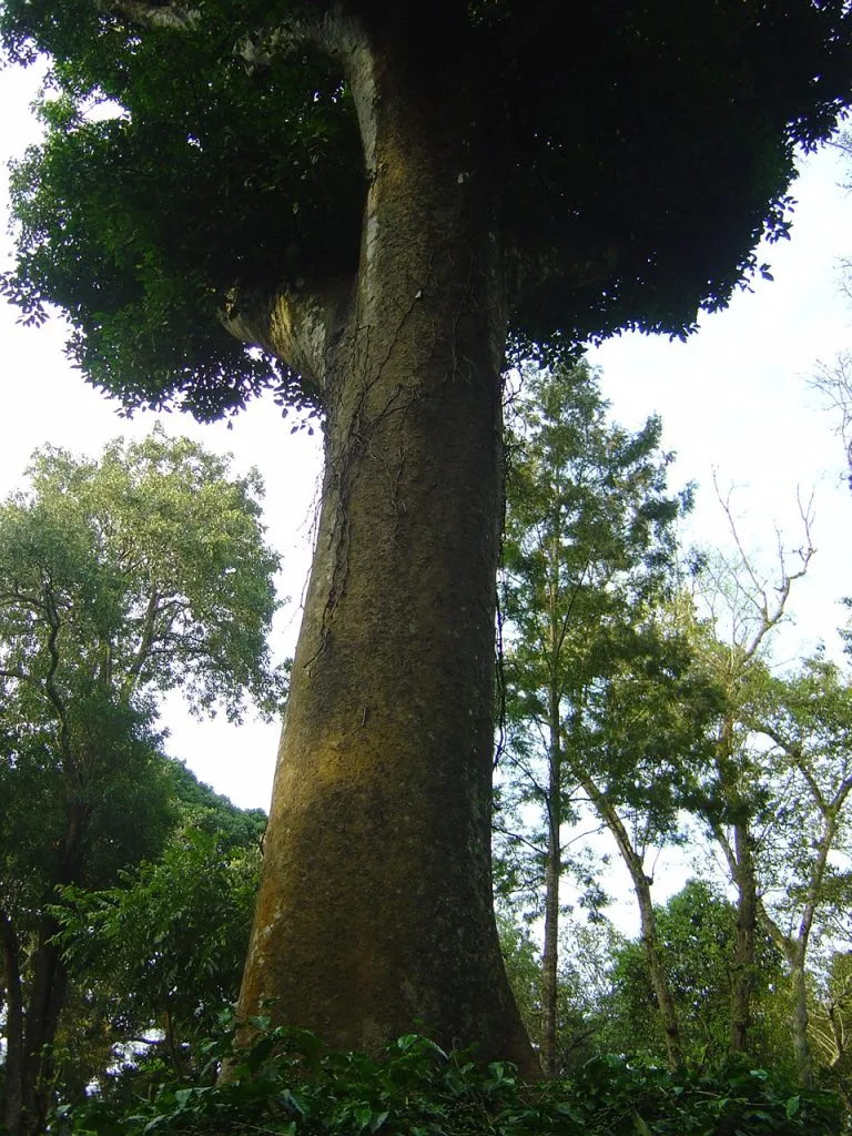16-coffee-forests_5172841575_o