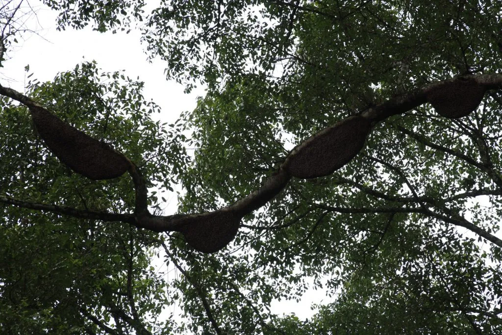 18-coffee-forests_5173447154_o