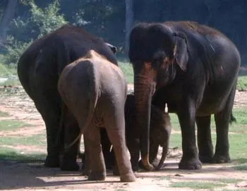 1elephant