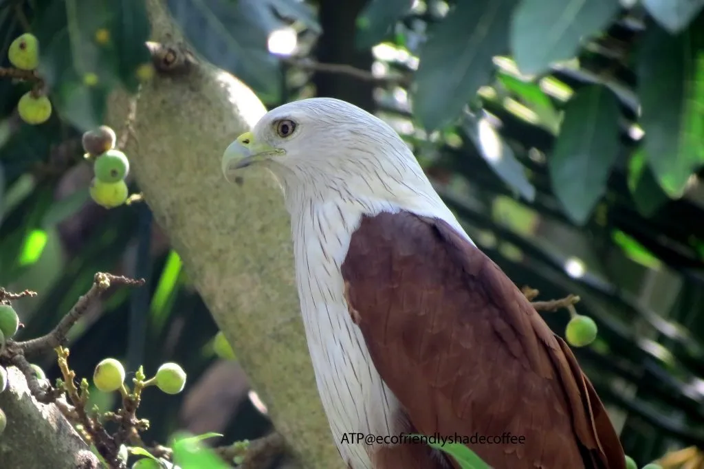 2013 DEC.ATP shadecoffee Brahminykite slide-1 (1)-11079793723