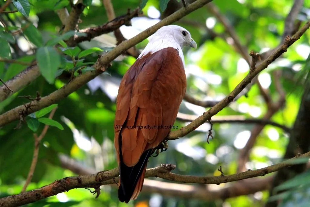 2013 DEC.ATP shadecoffee Brahminykite slide-1 (11)-11079559695
