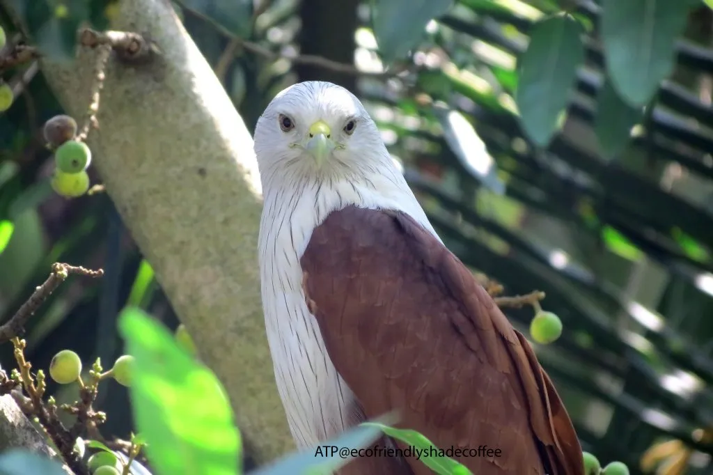 2013 DEC.ATP shadecoffee Brahminykite slide-1 (2)-11079713194
