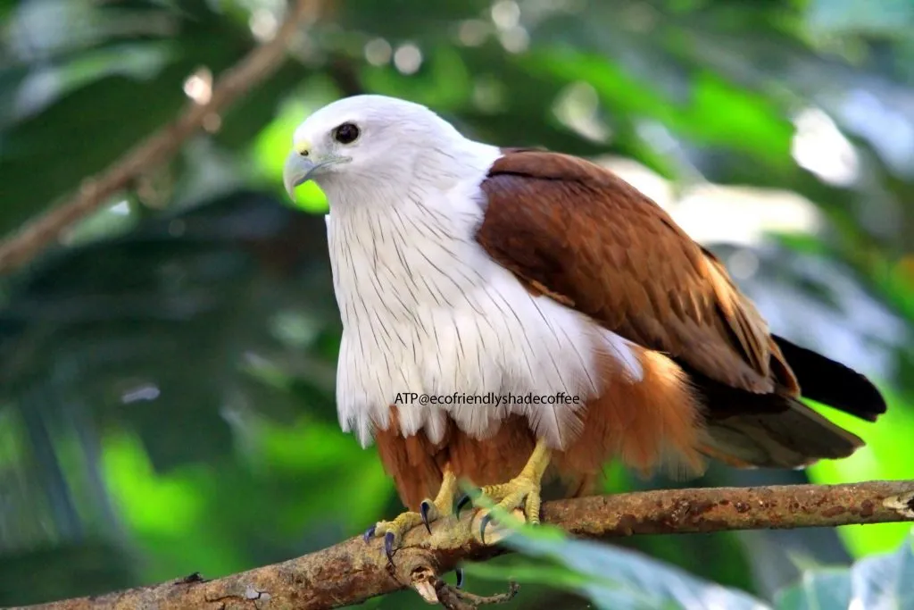 2013 DEC.ATP shadecoffee Brahminykite slide-1 (4)-11079690746