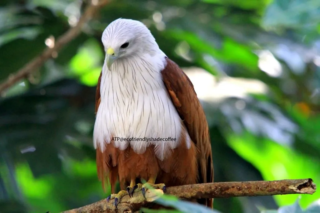 2013 DEC.ATP shadecoffee Brahminykite slide-1 (5)-11079593365