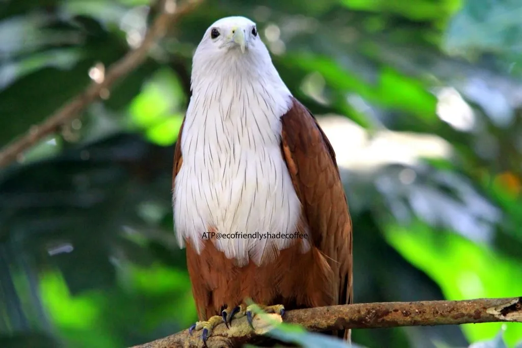 2013 DEC.ATP shadecoffee Brahminykite slide-1 (6)-11079696714