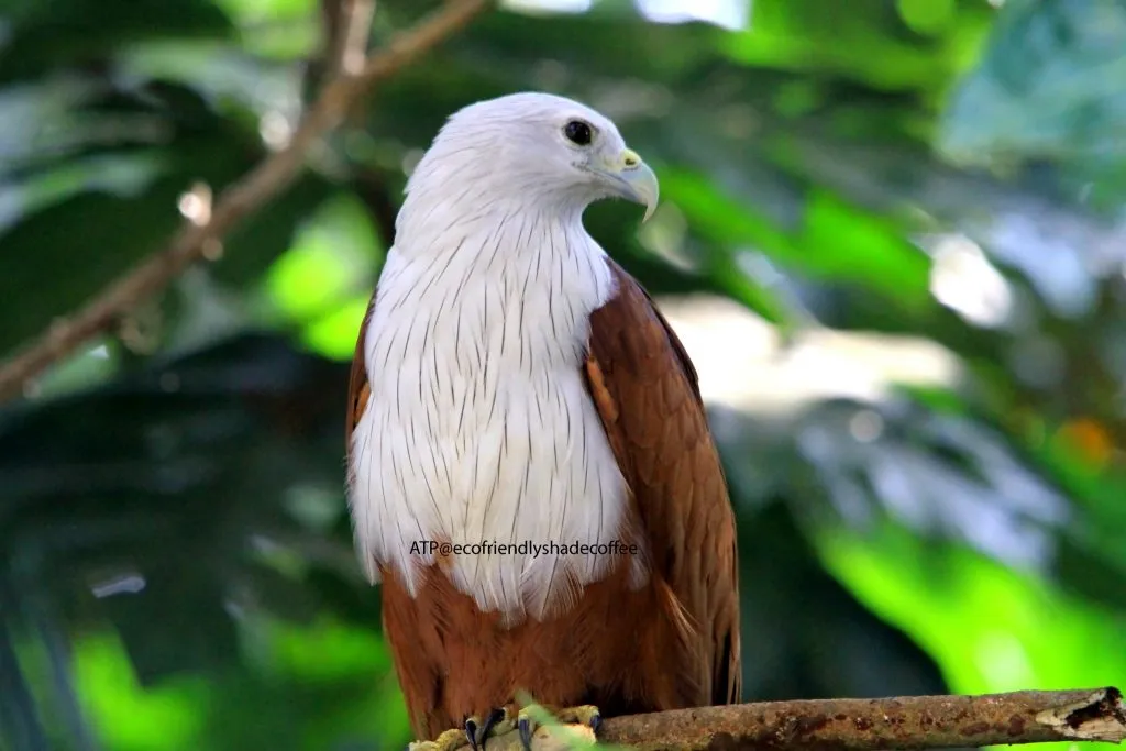 2013 DEC.ATP shadecoffee Brahminykite slide-1 (7)-11079690224
