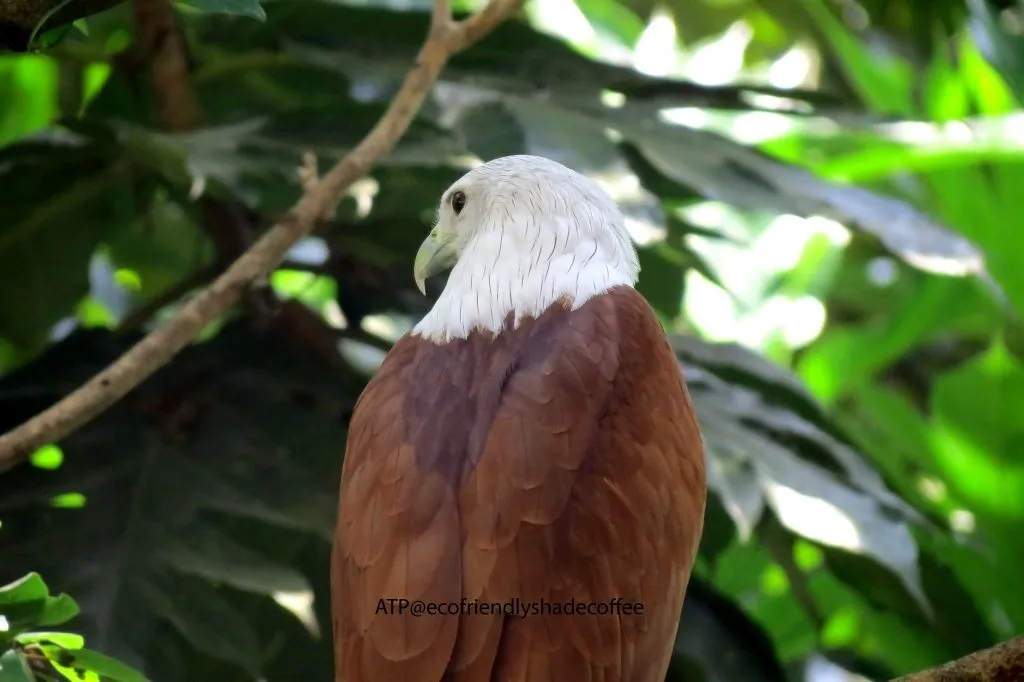 2013 DEC.ATP shadecoffee Brahminykite slide-1 (9)-11079571595