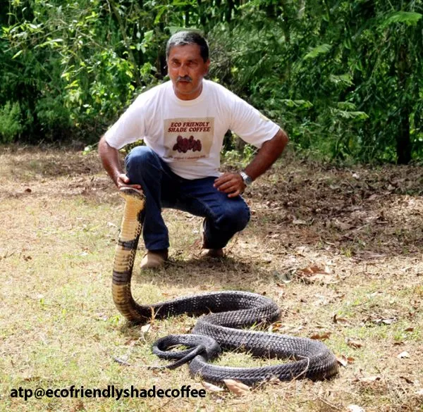 2013-KINGCOBRA-01