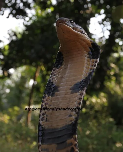 2013-KINGCOBRA-04