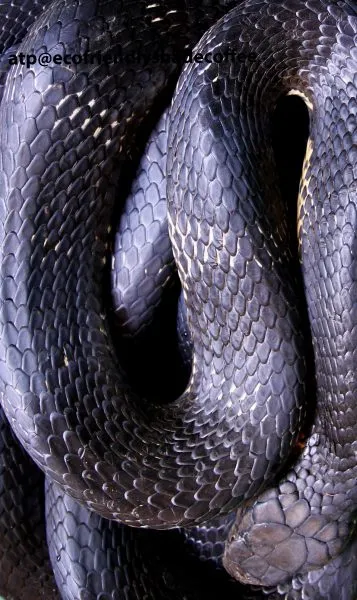 2013-KINGCOBRA-05