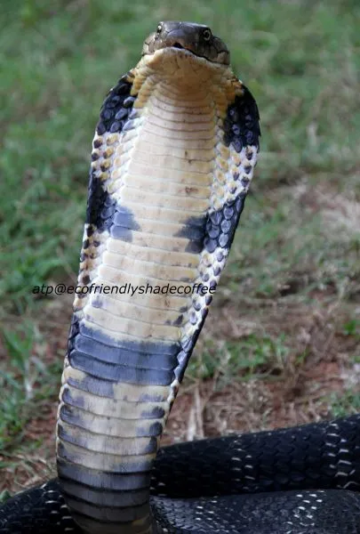 2013-KINGCOBRA-06