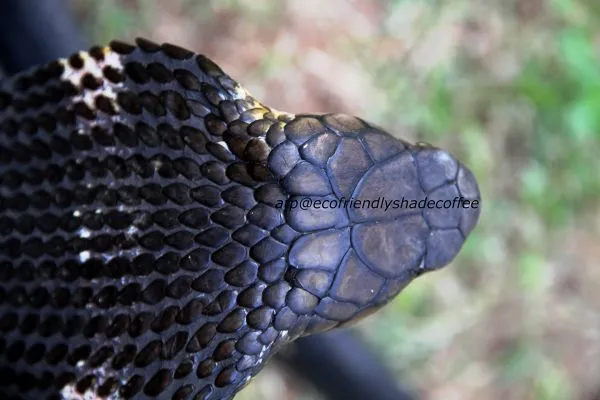 2013-KINGCOBRA-07