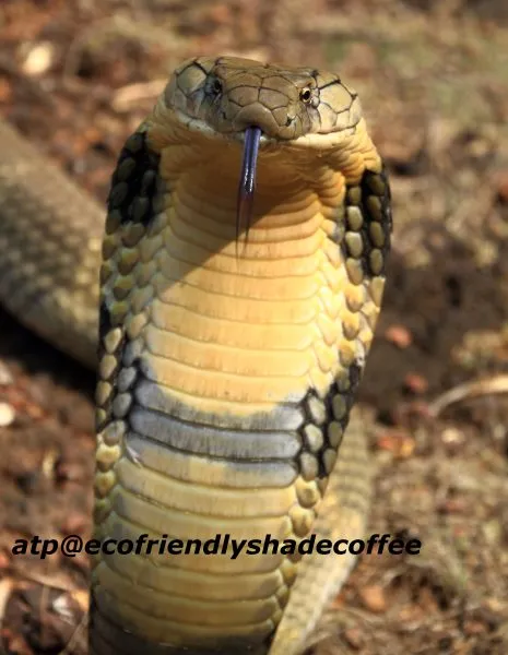 2013-KINGCOBRA-08