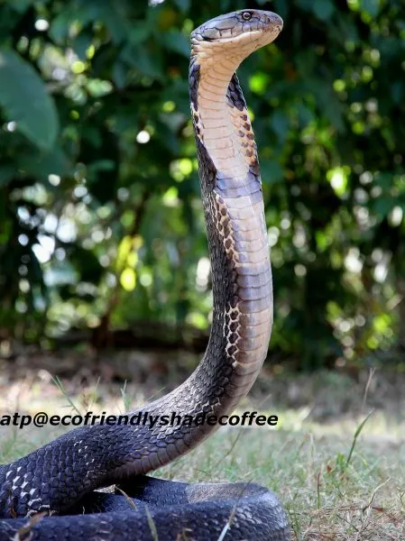 2013-KINGCOBRA-11