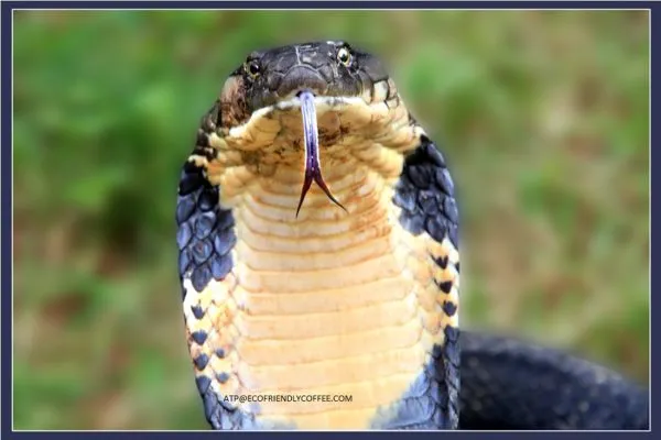 2013-KINGCOBRA-13