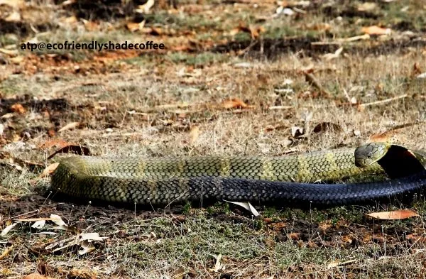 2013-KINGCOBRA-15