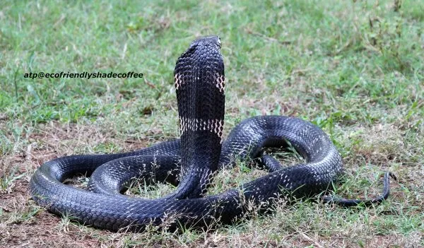 2013-KINGCOBRA-16