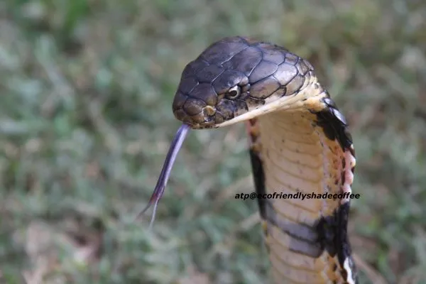 2013-KINGCOBRA-18
