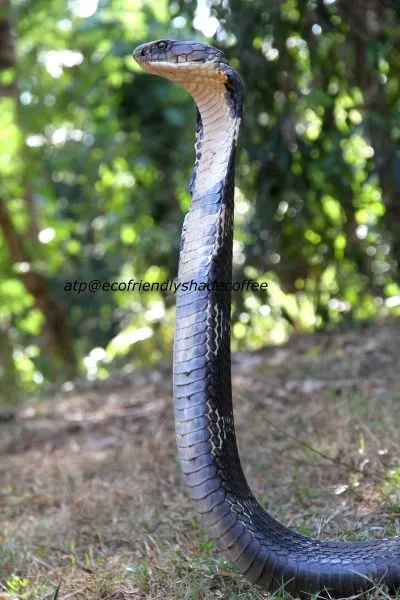 2013-KINGCOBRA-19