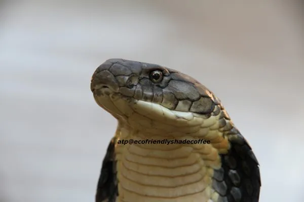 2013-KINGCOBRA-22