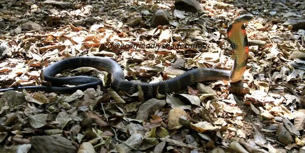 2013-KINGCOBRA-23