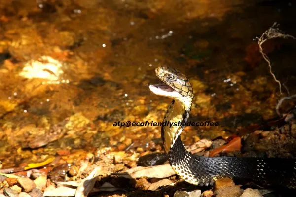 2013-KINGCOBRA-25