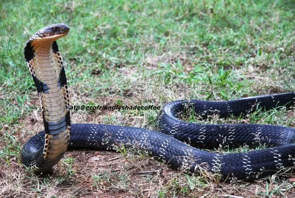 2013-KINGCOBRA-26