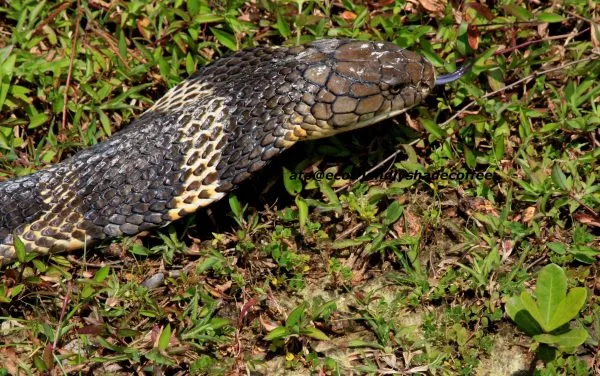 2013-KINGCOBRA-27