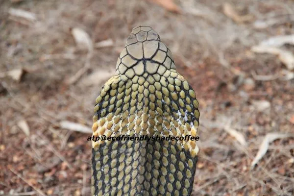 2013-KINGCOBRA-28