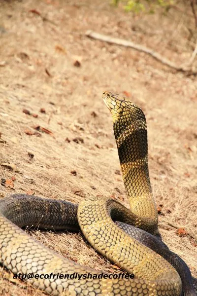 2013-KINGCOBRA-29