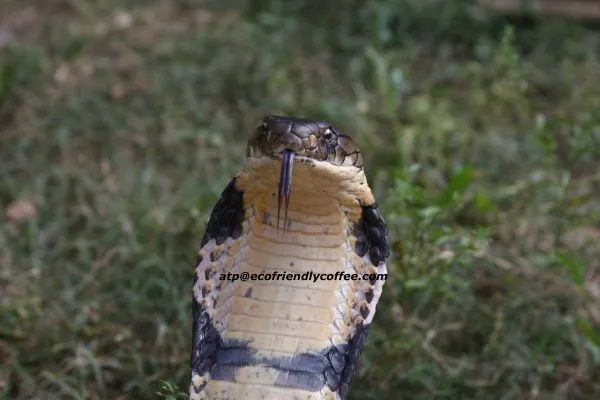 2013-KINGCOBRA-30