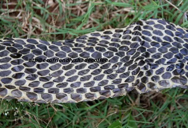 2013-KINGCOBRA-31