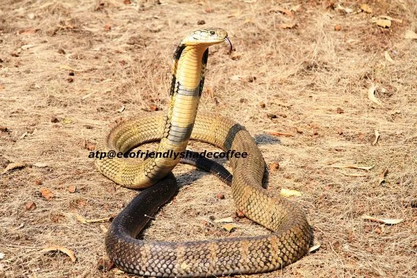 2013-KINGCOBRA-33.