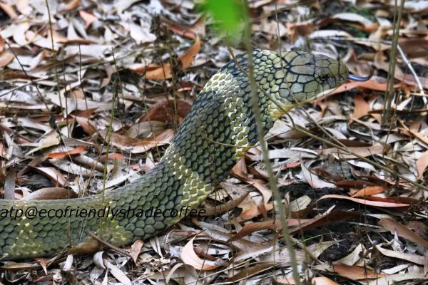 2013-KINGCOBRA-34